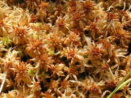 Attēlu rezultāti vaicājumam “Leiocolea rutheana sporophyte”