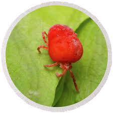 Attēlu rezultāti vaicājumam “Trombidiidae”