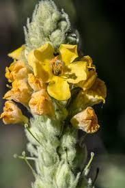 Attēlu rezultāti vaicājumam “Verbascum thapsus flower”