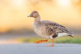 Attēlu rezultāti vaicājumam “Anser serrirostris”