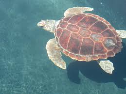 Image result for Caretta caretta