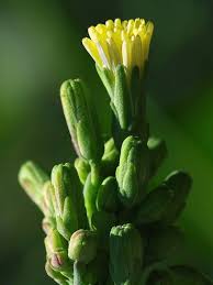Attēlu rezultāti vaicājumam “Lactuca tatarica bud”