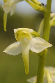 Attēlu rezultāti vaicājumam “Platanthera chlorantha”