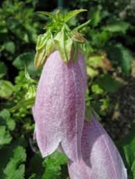 Image result for Campanula moesiaca