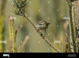 Attēlu rezultāti vaicājumam “Sylvia borin adult”