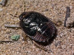 Attēlu rezultāti vaicājumam “Cydnidae”