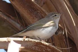 Image result for Phylloscopus orientalis