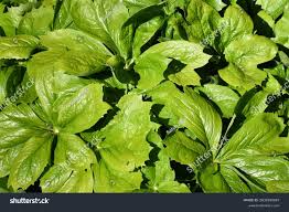 Attēlu rezultāti vaicājumam “Scopolia carniolica leaf”