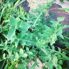 Attēlu rezultāti vaicājumam “Sonchus oleraceus leaf”