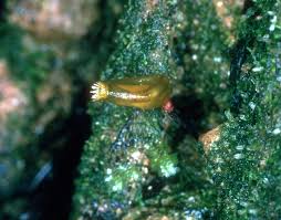 Attēlu rezultāti vaicājumam “Buxbaumia aphylla sporophyte”