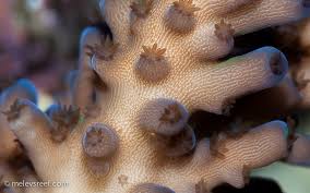 Attēlu rezultāti vaicājumam “Lamprospora tortulae-ruralis”