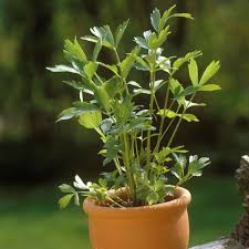 Image result for Liebstöckel