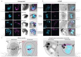 Attēlu rezultāti vaicājumam “undetermined plasmodium”