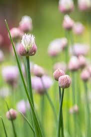 Attēlu rezultāti vaicājumam “Allium schoenoprasum bud”