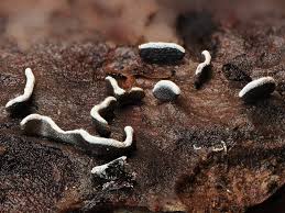 Attēlu rezultāti vaicājumam “Diderma montanum var. album spores”