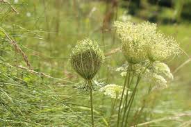Attēlu rezultāti vaicājumam “Laserpitium latifolium bud”