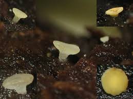 Attēlu rezultāti vaicājumam “Hymenoscyphus imberbis”