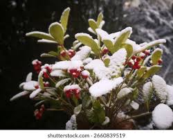 Attēlu rezultāti vaicājumam “Torilis japonica fruit”