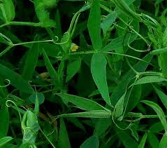 Attēlu rezultāti vaicājumam “Lathyrus pratensis leaf”