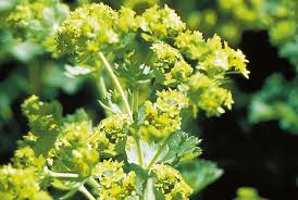 Image result for Alchemilla mollis