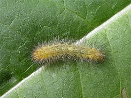 Attēlu rezultāti vaicājumam “Spilosoma lutea larva”