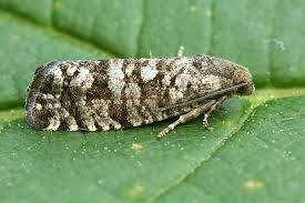 Attēlu rezultāti vaicājumam “Retinia resinella”