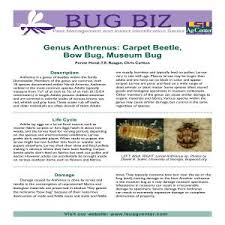 Attēlu rezultāti vaicājumam “Anthrenus sp. larva”