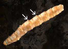 Attēlu rezultāti vaicājumam “Tabanidae”