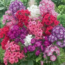 Image result for Phlox drummondii