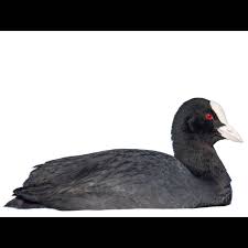 Attēlu rezultāti vaicājumam “Fulica atra”