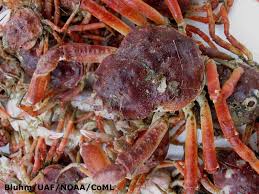 Image result for Hyas coarctatus