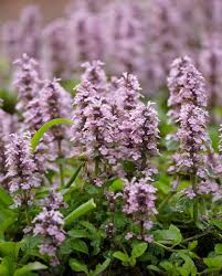 Attēlu rezultāti vaicājumam “Ajuga reptans flower”