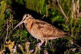 Attēlu rezultāti vaicājumam “Scolopax rusticola”