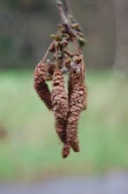 Attēlu rezultāti vaicājumam “Betula pubescens flower”
