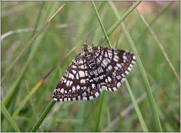 Attēlu rezultāti vaicājumam “Chiasmia clathrata”