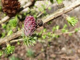 Attēlu rezultāti vaicājumam “Larix decidua flower”