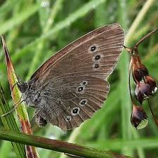 Attēlu rezultāti vaicājumam “Aphantopus hyperantus upperside”