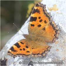 Attēlu rezultāti vaicājumam “Nymphalis xanthomelas larva”