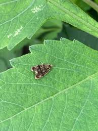 Attēlu rezultāti vaicājumam “Celypha siderana”