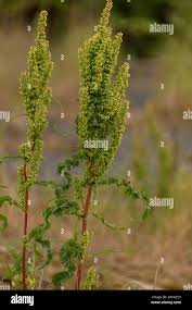 Attēlu rezultāti vaicājumam “Rumex crispus fruit”