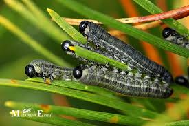 Attēlu rezultāti vaicājumam “Neodiprion sertifer larva”