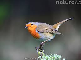 Attēlu rezultāti vaicājumam “Erithacus rubecula”