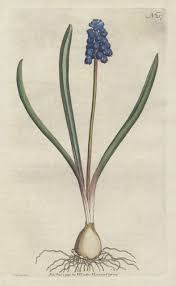 Attēlu rezultāti vaicājumam “Muscari botryoides”