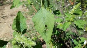 Attēlu rezultāti vaicājumam “Amaranthus retroflexus leaf”