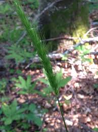 Attēlu rezultāti vaicājumam “Hordelymus europaeus leaf”
