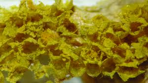 Attēlu rezultāti vaicājumam “Oligonema affine spores”