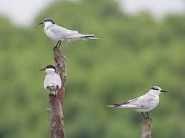 Attēlu rezultāti vaicājumam “Chlidonias hybrida adult”