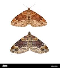 Attēlu rezultāti vaicājumam “Xanthorhoe spadicearia”