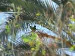 parrots in public domain image - via Daymix