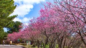 Image result for 緋寒桜